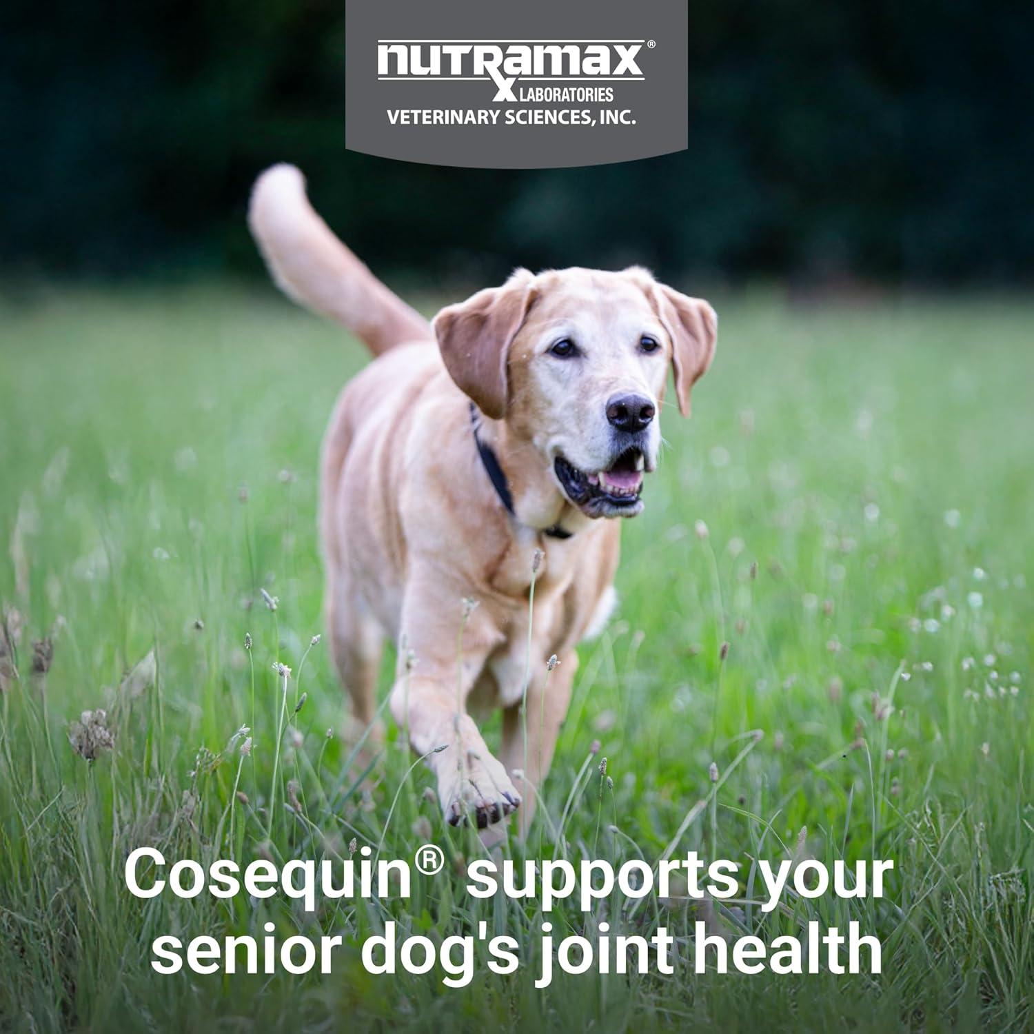 image:imageNutramax Cosequin for Senior Dogs Joint Health Supplement Contains Glucosamine for Dogs Chondroitin MSM Omega3s and BetaGlucan Supports Joint Skin and Coat Immune Health Soft Chews 60 Count60 ct