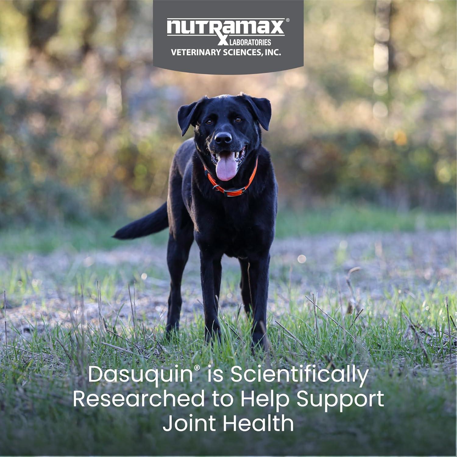 image:imageNutramax Dasuquin for Large Dogs Joint Health Supplement Contains Glucosamine for Dogs Plus Chondroitin ASU and More Supports Healthy Joints Soft Chews 150 CountLarge Dog 84 Count Pack of 1