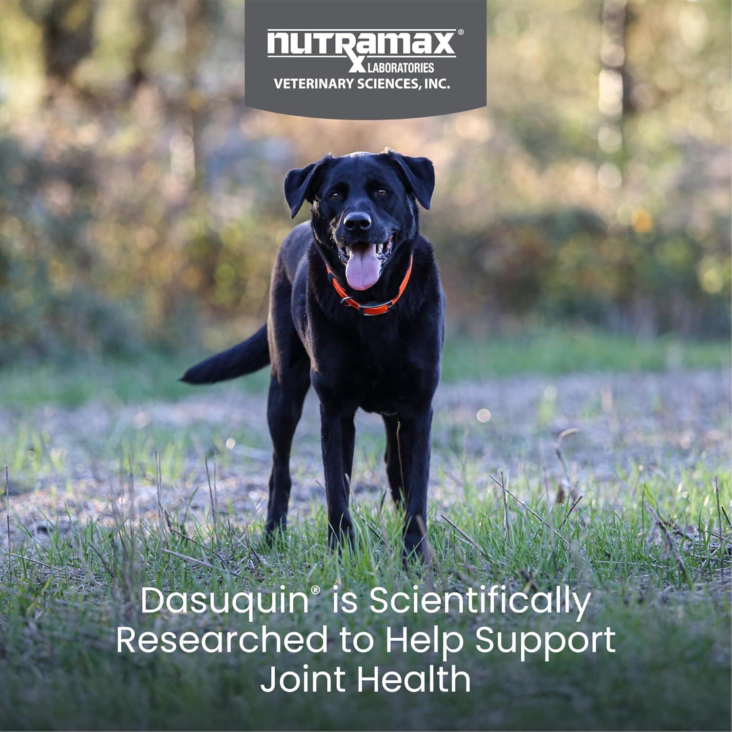 image:imageNutramax Dasuquin with MSM Chewables Large Dog 150 Count84 Count Pack of 1