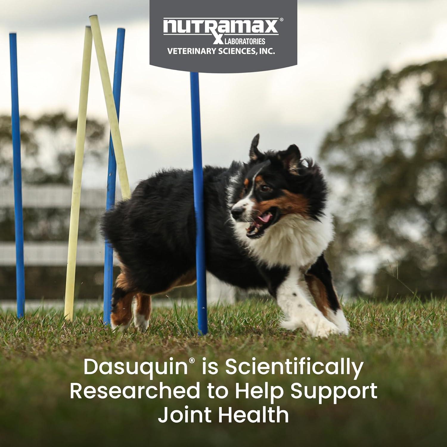 image:imageNutramax Dasuquin with MSM Chewables Large Dog 150 Count84 count