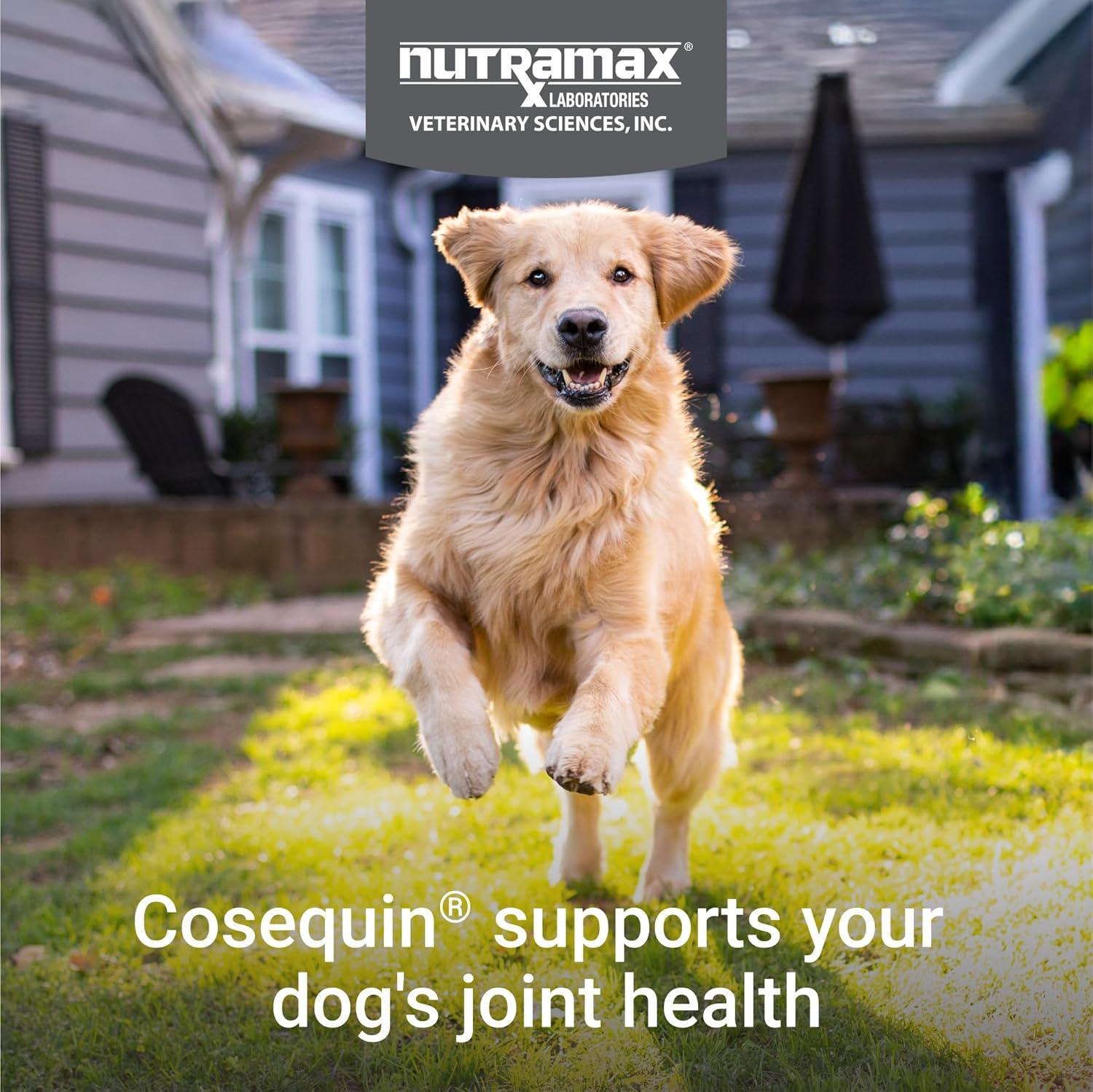 image:imageNutramax Laboratories Cosequin DS Plus MSM Professional Line for Dogs 60 Soft Chews1 Pack